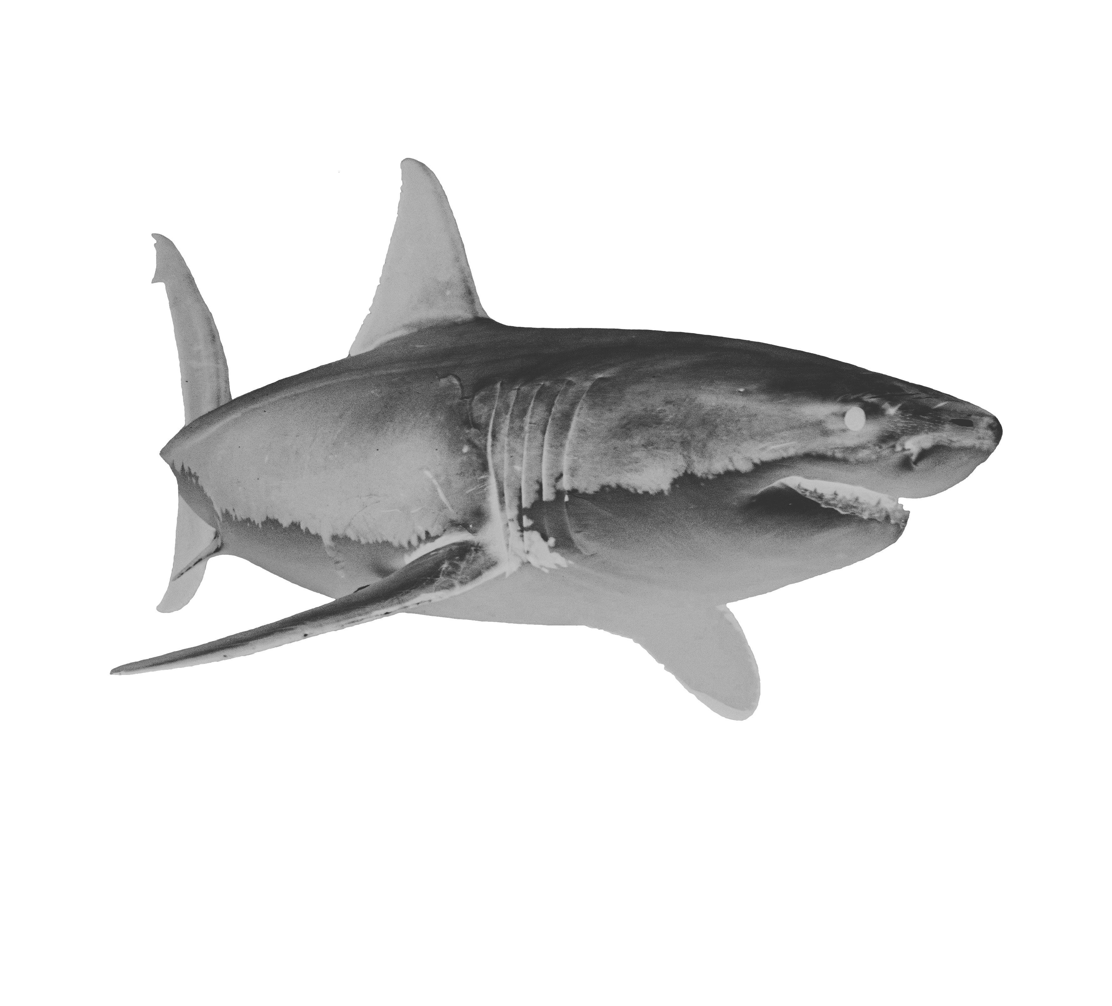 Shark model on a white background